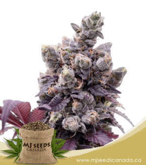Purple Gelato Feminized Marijuana Seeds