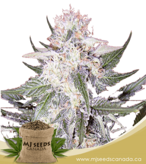 Afghan Kush Feminized Marijuana Seeds