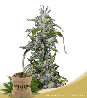 Purple Star Killer Feminized Marijuana Seeds
