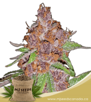 Purple Urkle Feminized Marijuana Seeds