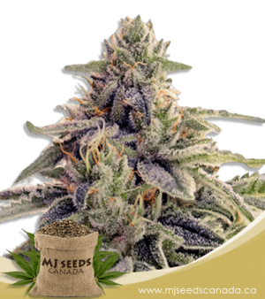 Shiskaberry Feminized Marijuana Seeds