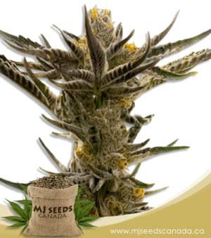Shiskaberry Kush Feminized Marijuana Seeds