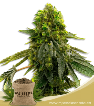 Shiskaberry Punch Feminized Marijuana Seeds