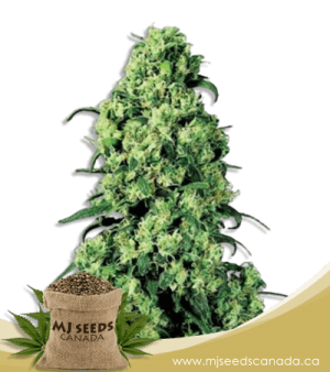 Skunk#1 Feminized Marijuana Seeds