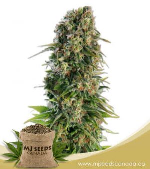 Skunk Autoflowering Marijuana Seeds
