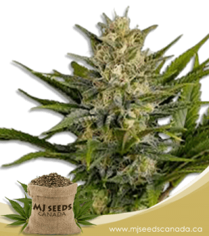 Skunk Feminized Marijuana Seeds