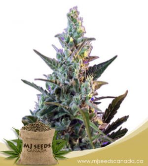 Skunk Feminized Fast Version Marijuana Seeds
