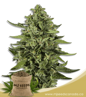 Skywalker Feminized Marijuana Seeds