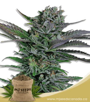 Somango Feminized Marijuana Seeds