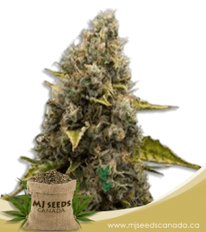 Sour Kush Feminized Marijuana Seeds