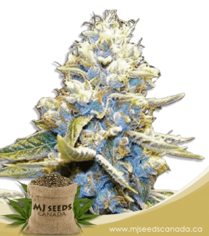 Star Killer Feminized Marijuana Seeds
