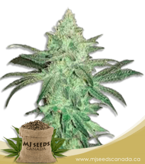 Stardawg Feminized Marijuana Seeds