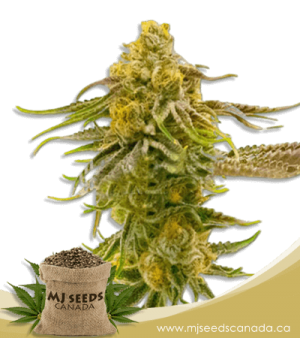 Strawberry Banana Cheese Feminized Marijuana Seeds