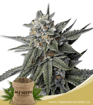 Strawberry Banana Feminized Marijuana Seeds
