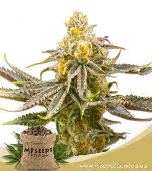 Strawberry Cheese Autoflowering Marijuana Seeds