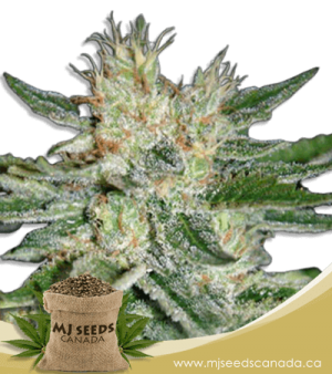 Sugar Black Rose Feminized Marijuana Seeds