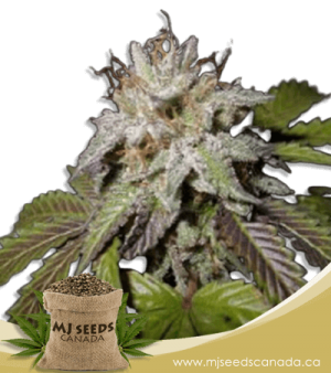 Sunset Sherbet Feminized Marijuana Seeds