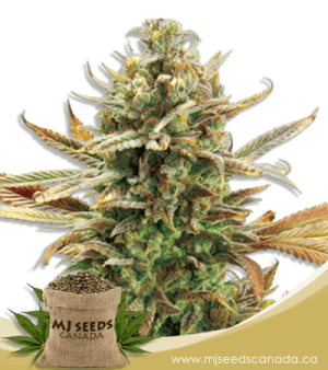 Super Critical Feminized Marijuana Seeds