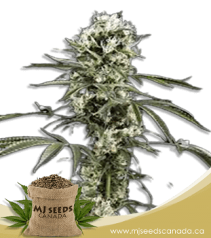 Super Lemon Haze Feminized Marijuana Seeds