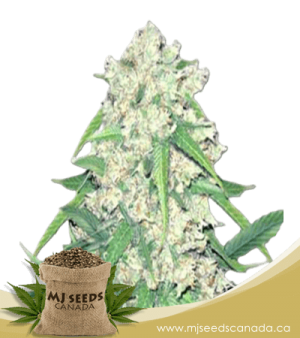 Super Silver Haze Autoflowering Marijuana Seeds