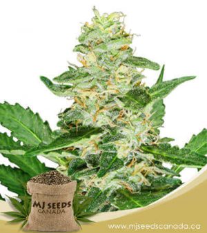 Super Skunk Autoflowering Marijuana Seeds