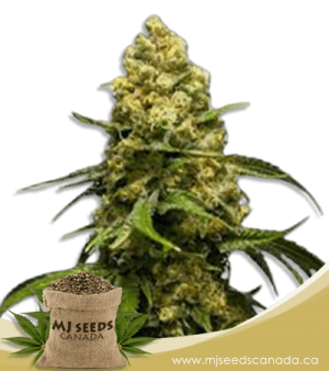 Super Skunk Feminized Marijuana Seeds