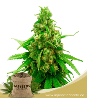 Sweet Tooth Autoflower Marijuana Seeds