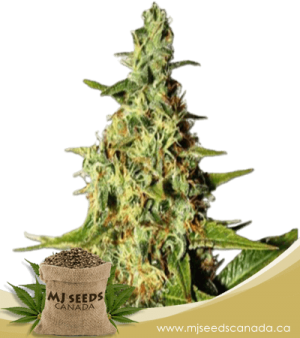 Tahoe Kush Feminized Marijuana Seeds