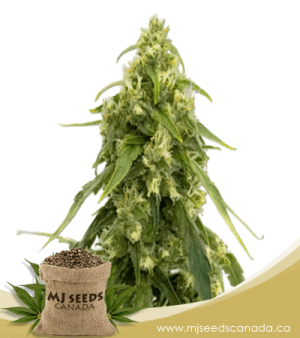 Tangerine Autoflowering Marijuana Seeds