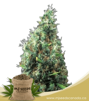 Tijuana Feminized Marijuana Seeds