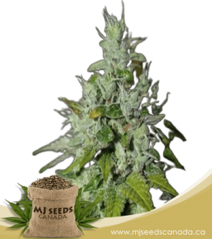 Triangle Kush Feminized Marijuana Seeds