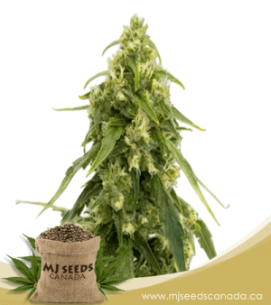 Triple XL Autoflowering Marijuana Seeds
