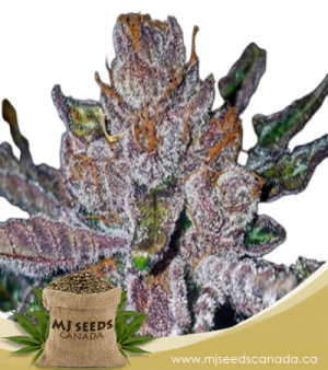 Tropicana Cookies Purple Feminized Marijuana Seeds