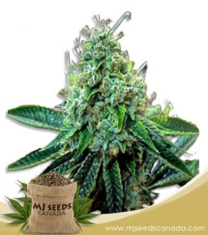 True OG Feminized Marijuana Seeds