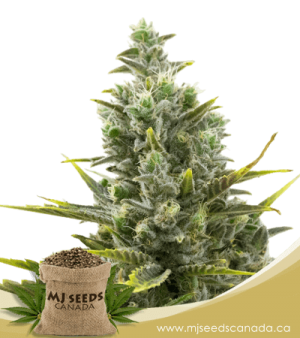 Wedding Cake Autoflowering Marijuana Seeds