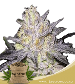Wedding Cake Feminized Marijuana Seeds