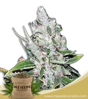 White Amnesia Feminized Marijuana Seeds