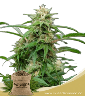 White Rhino Feminized Marijuana Seeds