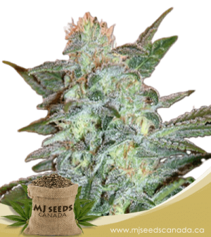 Yumbolt Feminized Marijuana Seeds