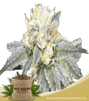 Zkittlez Feminized Marijuana Seeds