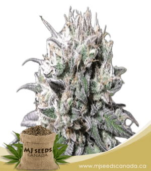 Zombie D.F. Feminized Marijuana Seeds