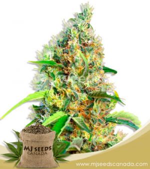 Bubblegum Feminized Marijuana Seeds