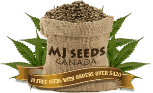 mjseedsca-logo-footer