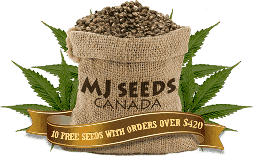 mjseedsca-logo-footer