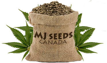 MJ Seeds Canada
