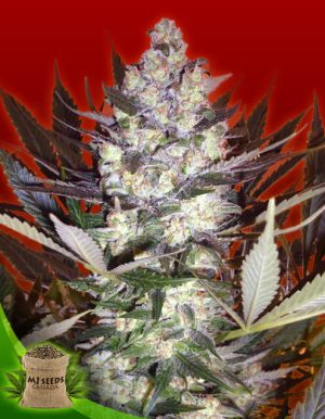 AK-47 Feminized Marijuana Seeds