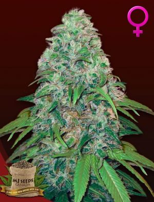 Amnesia Feminized Marijuana Seeds