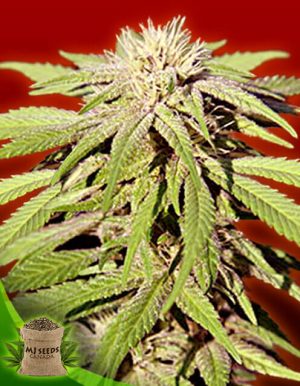 Blue Cheese Autoflower Marijuana Seeds