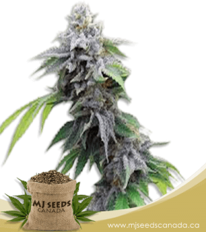 Blue Cookies Feminized Marijuana Seeds