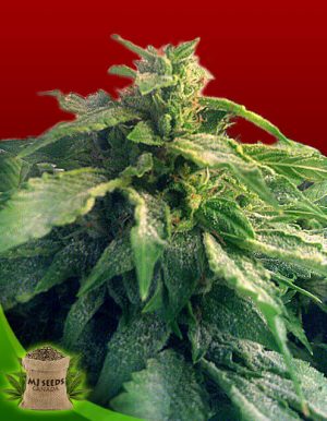 Bubba Kush Feminized Marijuana Seeds